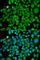 N(Alpha)-Acetyltransferase 50, NatE Catalytic Subunit antibody, A7387, ABclonal Technology, Immunofluorescence image 