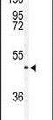 Apoptosis Inducing Factor Mitochondria Associated 2 antibody, PA5-11432, Invitrogen Antibodies, Western Blot image 