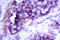 BCL2 Like 1 antibody, LS-C175935, Lifespan Biosciences, Immunohistochemistry paraffin image 
