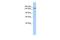 Symplekin antibody, PA5-42260, Invitrogen Antibodies, Western Blot image 