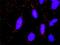 G Protein Subunit Gamma 11 antibody, H00002791-M01, Novus Biologicals, Proximity Ligation Assay image 