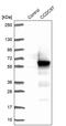 Coiled-Coil Domain Containing 97 antibody, PA5-60322, Invitrogen Antibodies, Western Blot image 