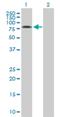 SRP Receptor Subunit Alpha antibody, H00006734-B01P, Novus Biologicals, Western Blot image 