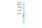 MYC Binding Protein antibody, A06216, Boster Biological Technology, Western Blot image 