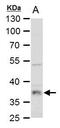 Lactate Dehydrogenase B antibody, PA5-27505, Invitrogen Antibodies, Western Blot image 