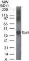 RAD9 Checkpoint Clamp Component A antibody, MA1-41005, Invitrogen Antibodies, Western Blot image 