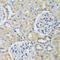 Tubulin Beta 8 Class VIII antibody, 14-544, ProSci, Immunohistochemistry frozen image 