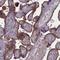 Pleckstrin Homology And RhoGEF Domain Containing G6 antibody, NBP1-83840, Novus Biologicals, Immunohistochemistry paraffin image 