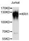 KRI1 Homolog antibody, LS-C748900, Lifespan Biosciences, Western Blot image 