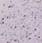 CUGBP Elav-Like Family Member 5 antibody, FNab00967, FineTest, Immunohistochemistry frozen image 