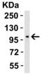 PPARG Coactivator 1 Alpha antibody, 7793, ProSci, Western Blot image 