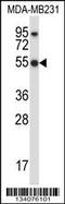 Hematopoietic Cell-Specific Lyn Substrate 1 antibody, 57-433, ProSci, Western Blot image 