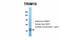 Tripartite Motif Containing 10 antibody, 28-088, ProSci, Western Blot image 