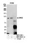 Bromodomain Containing 2 antibody, NBP2-14861, Novus Biologicals, Immunoprecipitation image 