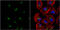 VHL Binding Protein 1 antibody, GTX114875, GeneTex, Immunofluorescence image 