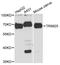 Tripartite Motif Containing 25 antibody, A12938, ABclonal Technology, Western Blot image 