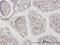 N-Acylsphingosine Amidohydrolase 1 antibody, H00000427-M02, Novus Biologicals, Immunohistochemistry frozen image 