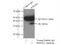 RWD Domain Containing 1 antibody, 17036-1-AP, Proteintech Group, Immunoprecipitation image 