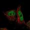 Glutaredoxin 2 antibody, NBP1-90040, Novus Biologicals, Immunofluorescence image 