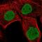 MyoD Family Inhibitor antibody, PA5-62108, Invitrogen Antibodies, Immunofluorescence image 