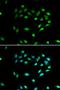 Sirtuin 1 antibody, orb129742, Biorbyt, Immunofluorescence image 