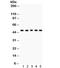 Cyclin A2 antibody, R31999, NSJ Bioreagents, Western Blot image 