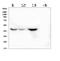 Indoleamine 2,3-Dioxygenase 2 antibody, PA1612, Boster Biological Technology, Western Blot image 