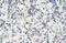 Solute Carrier Family 39 Member 5 antibody, 29-956, ProSci, Immunohistochemistry paraffin image 