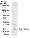 Deoxyuridine Triphosphatase antibody, PA1-41084, Invitrogen Antibodies, Western Blot image 