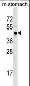 Cyclin-dependent kinase 20 antibody, LS-C164332, Lifespan Biosciences, Western Blot image 