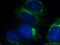 Transferrin antibody, 17435-1-AP, Proteintech Group, Immunofluorescence image 