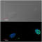 KI-67 antibody, AM01167RP-N, Origene, Immunofluorescence image 