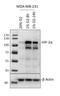 HIF-2-alpha antibody, NBP2-76454, Novus Biologicals, Western Blot image 