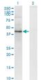 SEC63 Homolog, Protein Translocation Regulator antibody, H00011231-M04, Novus Biologicals, Western Blot image 