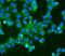 BCL2 Antagonist/Killer 1 antibody, PB9484, Boster Biological Technology, Immunofluorescence image 