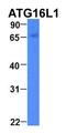 Autophagy Related 16 Like 1 antibody, orb330735, Biorbyt, Western Blot image 