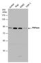 Polyribonucleotide Nucleotidyltransferase 1 antibody, MA5-27859, Invitrogen Antibodies, Western Blot image 