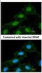 Calcium/calmodulin-dependent protein kinase type 1 antibody, NBP2-15683, Novus Biologicals, Immunofluorescence image 