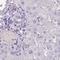 Leucine Rich Repeat Containing 9 antibody, NBP2-34177, Novus Biologicals, Immunohistochemistry frozen image 
