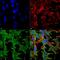 Neuronal Cell Adhesion Molecule antibody, MA5-27673, Invitrogen Antibodies, Immunofluorescence image 