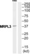 Mitochondrial Ribosomal Protein L3 antibody, abx014595, Abbexa, Western Blot image 