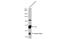 Complement C1s antibody, GTX105464, GeneTex, Western Blot image 