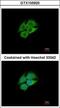 Pantothenate kinase 1 antibody, GTX105920, GeneTex, Immunofluorescence image 