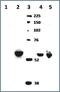 Cytochrome P450(scc) antibody, NBP1-85368, Novus Biologicals, Western Blot image 