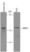 N-Myc Downstream Regulated 1 antibody, AF5209, R&D Systems, Western Blot image 