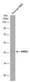 Hydroxymethylbilane Synthase antibody, GTX113460, GeneTex, Western Blot image 