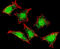 Natriuretic Peptide Receptor 3 antibody, MBS9201988, MyBioSource, Immunofluorescence image 