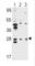 E74 Like ETS Transcription Factor 5 antibody, abx033372, Abbexa, Western Blot image 