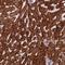 EBP Like antibody, HPA049891, Atlas Antibodies, Immunohistochemistry paraffin image 