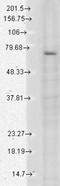 Transient Receptor Potential Cation Channel Subfamily V Member 3 antibody, NBP2-12909, Novus Biologicals, Western Blot image 